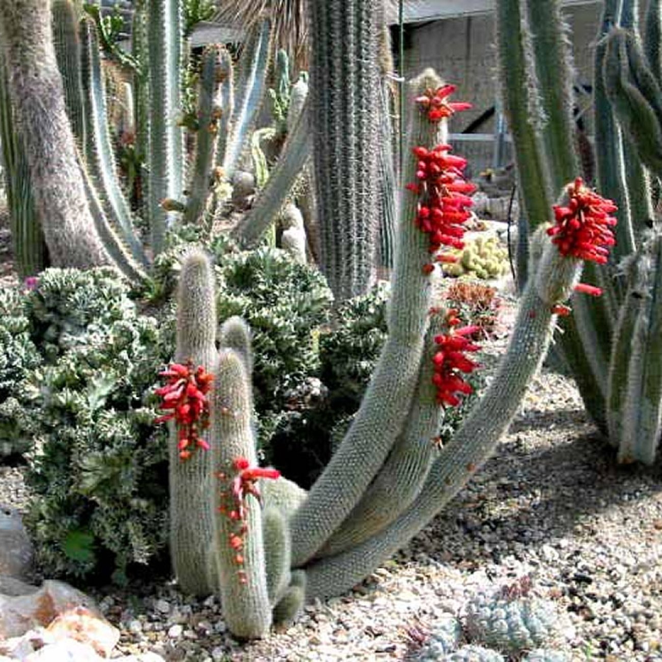 Obrázok Kaktus starého muža (Cleistocactus strausii) ´4v1´- výška 130-140 cm, kont. C40L (-5°C) - STARÝ A VZÁCNY EXEMPLÁR